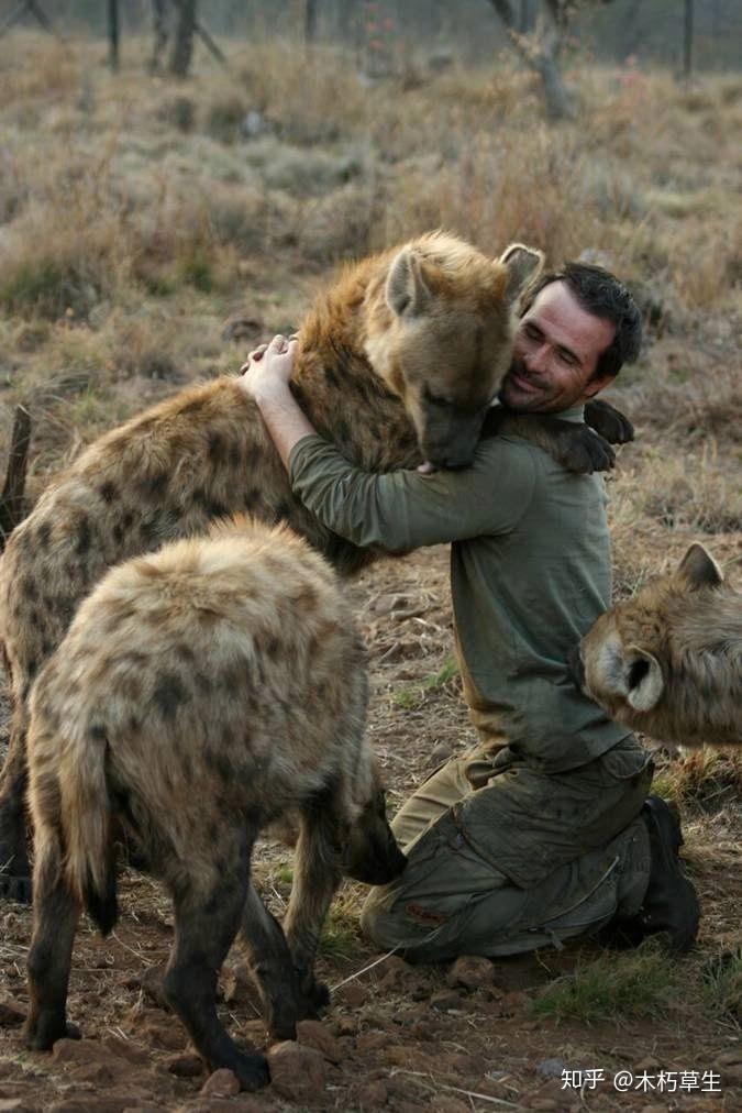 将一只比特犬和一只非洲鬣狗放在一个笼子里面会有什么结果? - 知乎