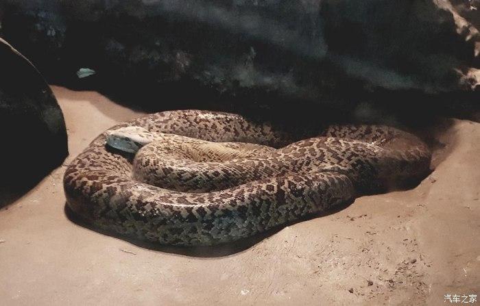 开着爱车奇骏到北京动物园走一走重温儿时梦