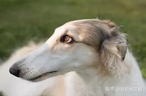 阿富汗猎犬