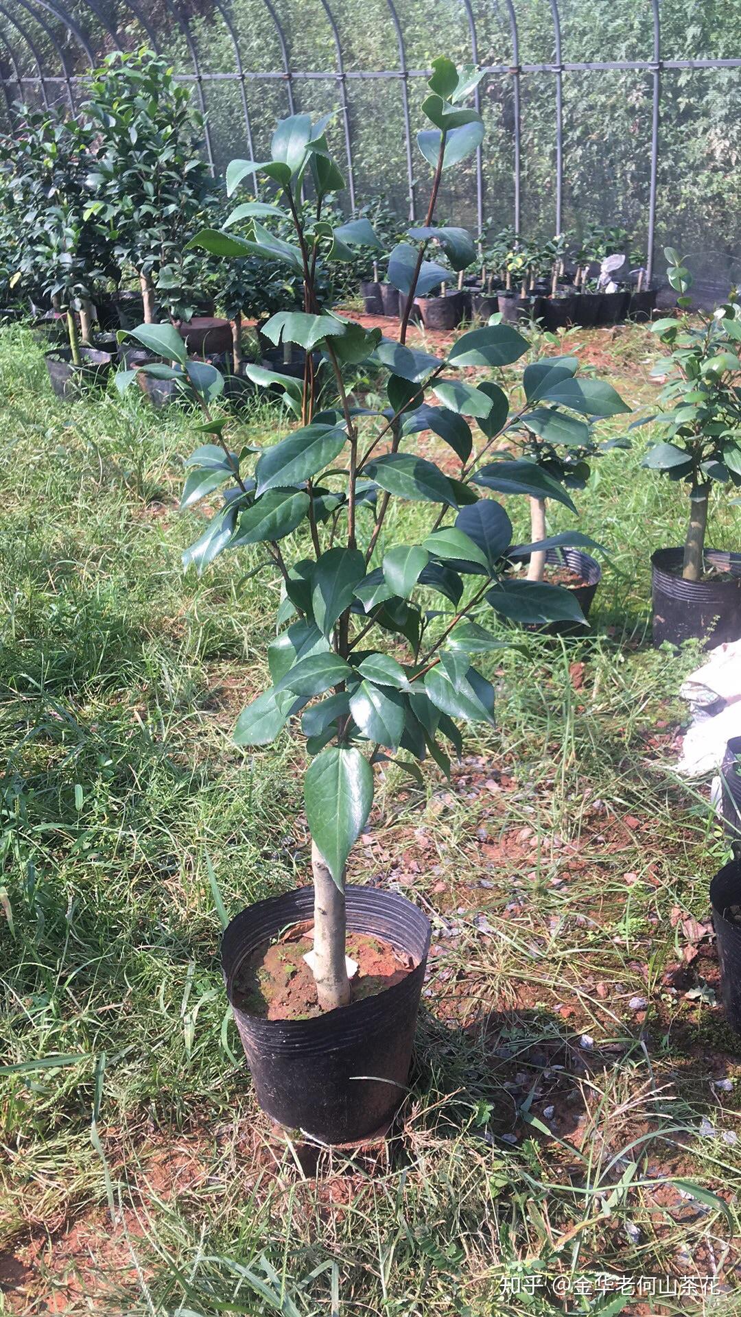 拉力皮特茶花 - 知乎