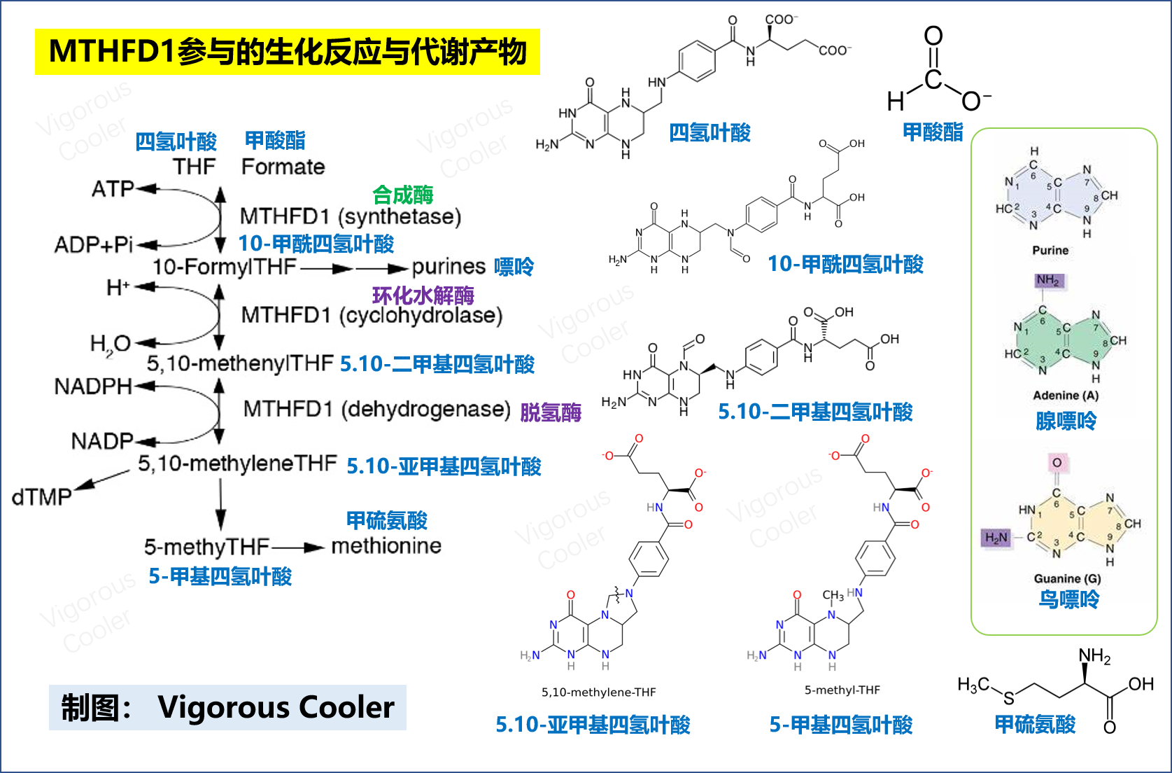 蝙蝠细胞筛选发现亚甲基四氢叶酸脱氢酶mthfd1可作为新冠病毒的药物