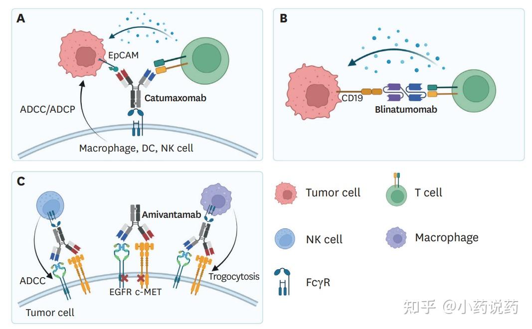 肿瘤免疫治疗中的双特异性抗体 - 知乎