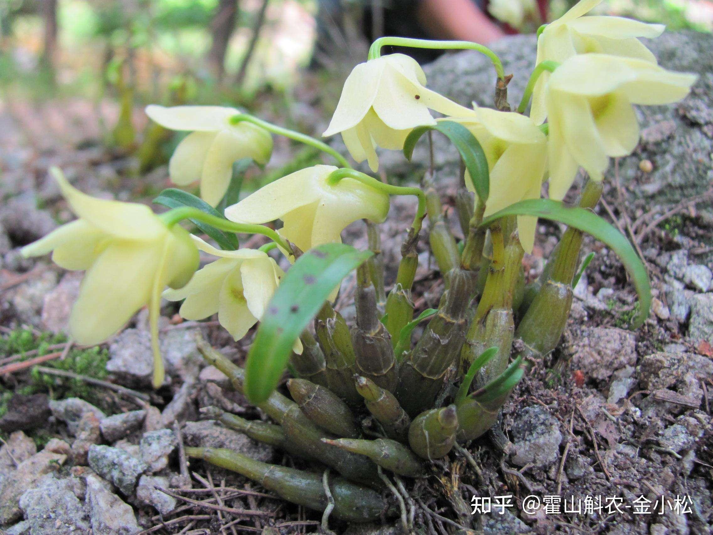 霍山石斛怎么吃效果最好降血糖血脂