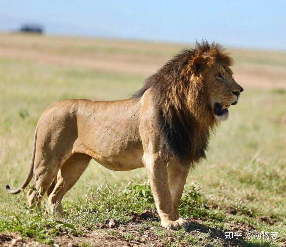 狮子的亚种分化：两亚种六分支，洞狮不是现代狮的亚种- 知乎