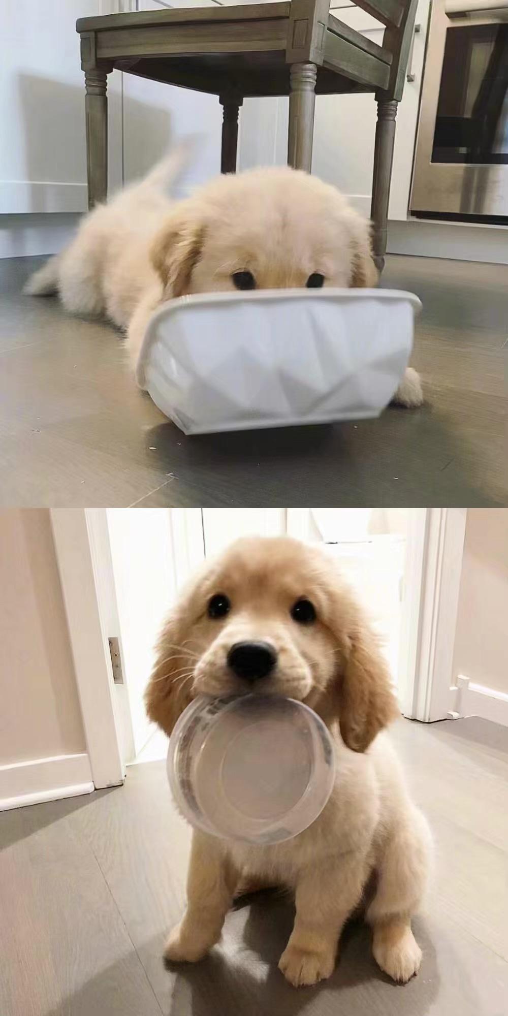 想要小狗舔屏幕的屏保