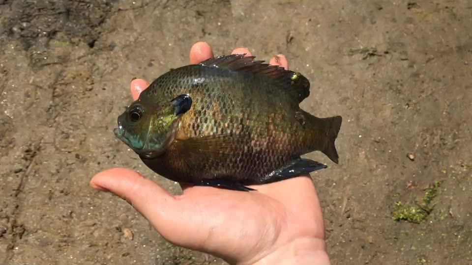 蓝鳃太阳鱼bluegillsunfish