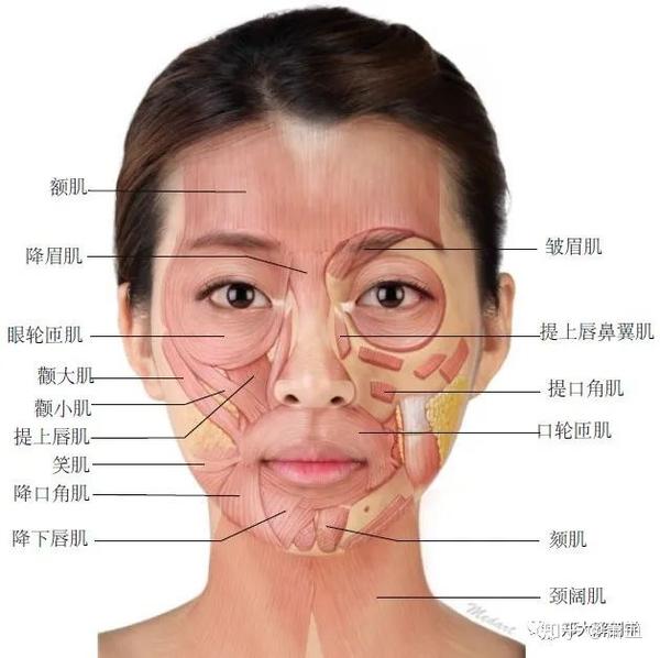 美容解剖学 - 知乎