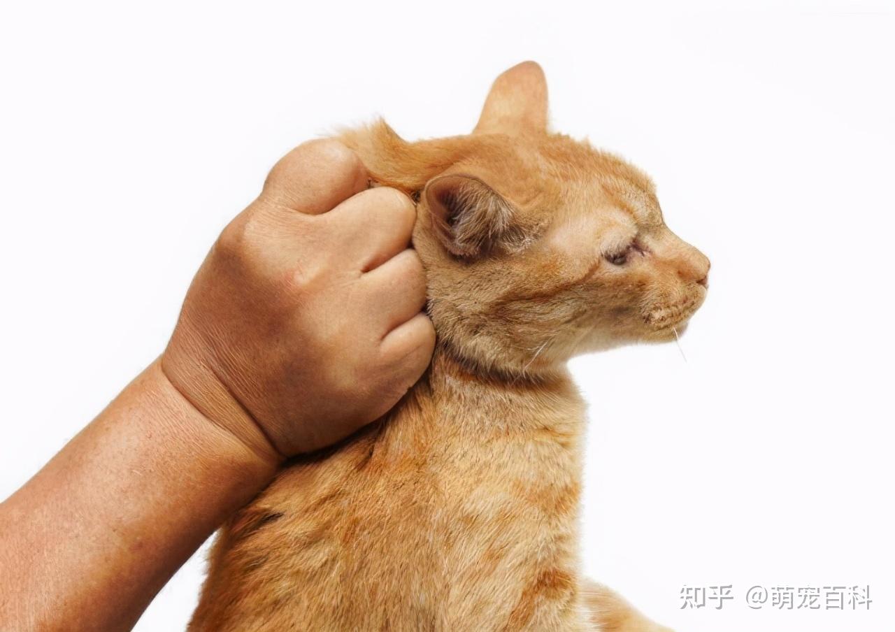 像那些成年或者太肥胖的猫咪,这样将猫咪拎起来,它们的脊柱承受不住