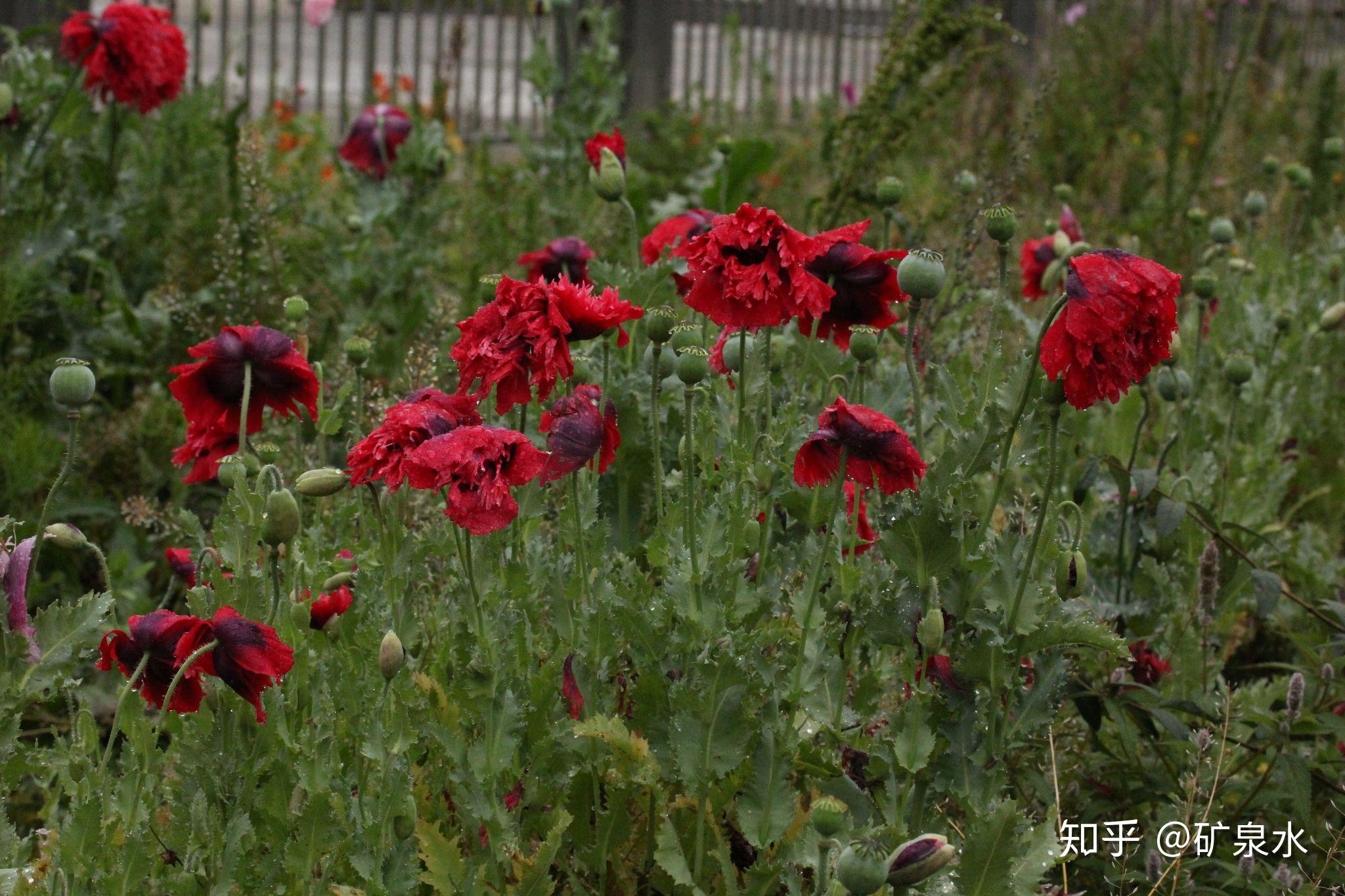 淘宝看到的重瓣虞美人怎么看怎么觉得像是罂粟有没有大神帮忙科普一下
