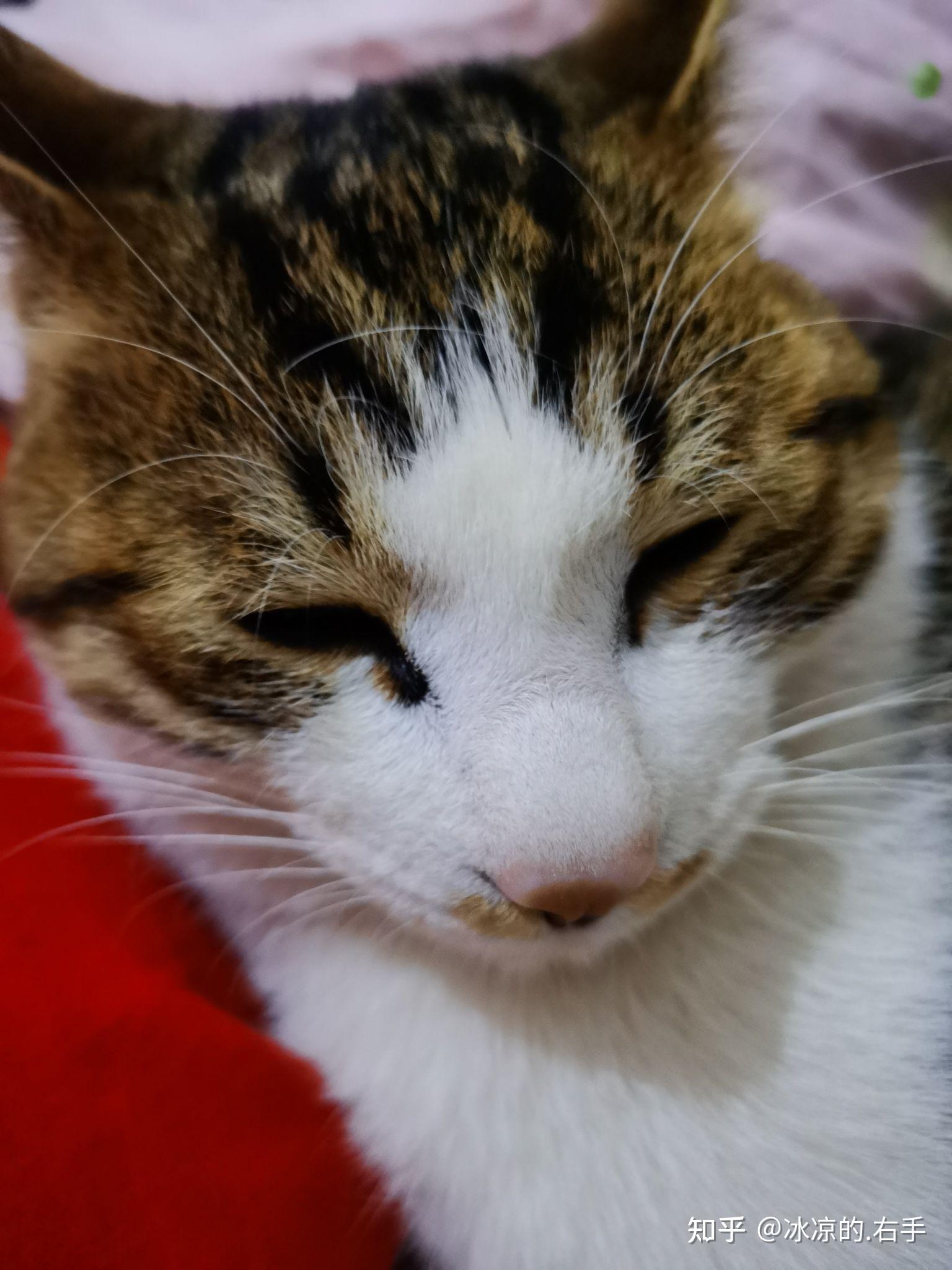 小花猫 - 知乎
