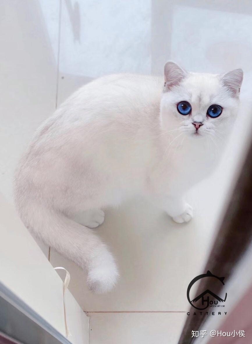 求科普英国短毛猫的银点色