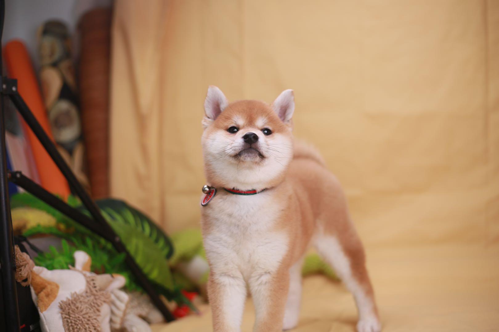 1,看不出品相一般来说,柴犬的品相在三个月大的时候才能够看出来,在两