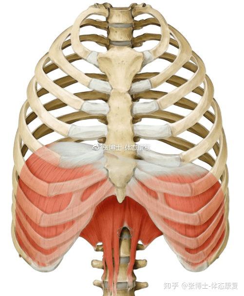 译文分享 横膈膜功能 膈式呼吸 对核心稳定性的影响 知乎