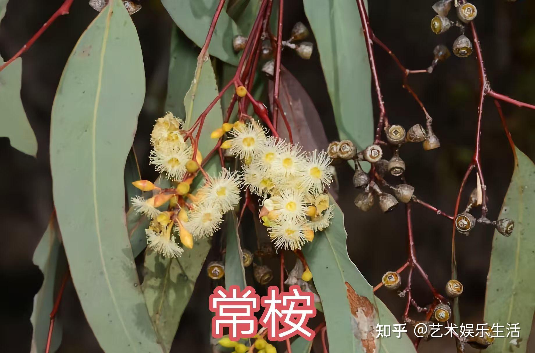 桉树的种类有哪些 - 知乎