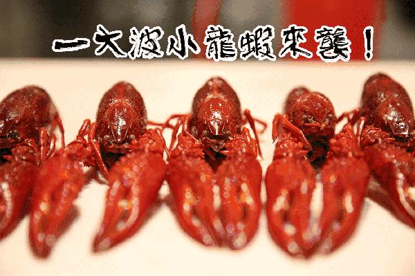 墙裂推荐(小龙虾价格大跌)小龙虾价格暴跌,(图4) 墙裂推荐(小龙虾价格大跌)小龙虾价格暴跌,(图4)