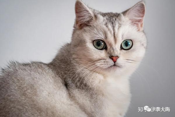 猫咪美毛的5大元素