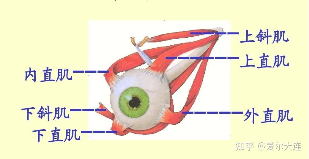 眼球的运动系统,是由眼部的6条眼外肌组成.