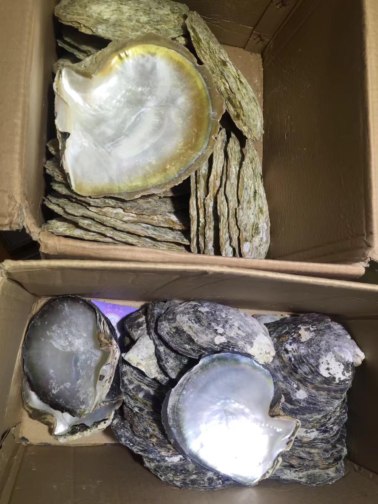 淘宝冷冻大溪地黑蝶贝开蚌可信吗? - 知乎