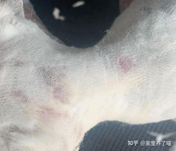 石硫合剂治疗猫癣?这都是些什么鬼?