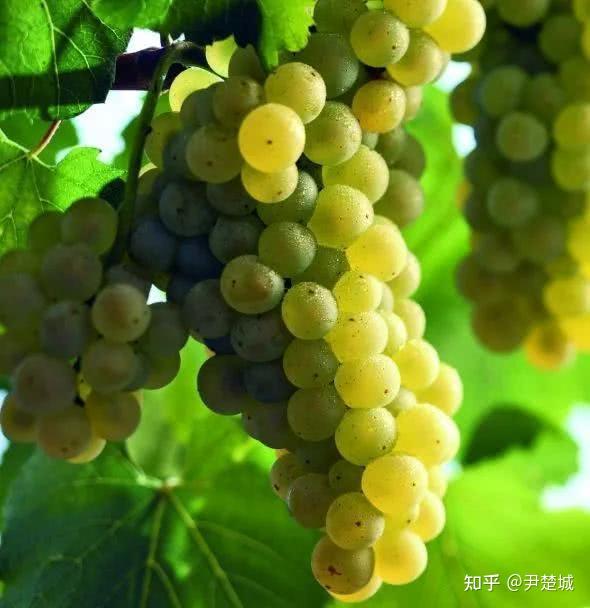 introductionof differentgrapes 不同個性的葡萄們 - 知乎