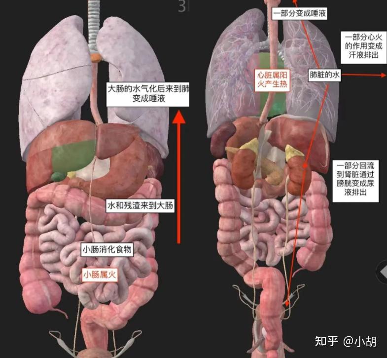 倪海厦针灸课笔记