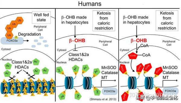 酮体代谢及酮体的多种生理功能 知乎