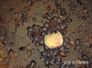 土元的养殖技术! - 知乎