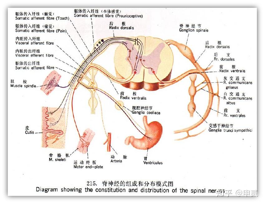 脊髓损伤分布图图片