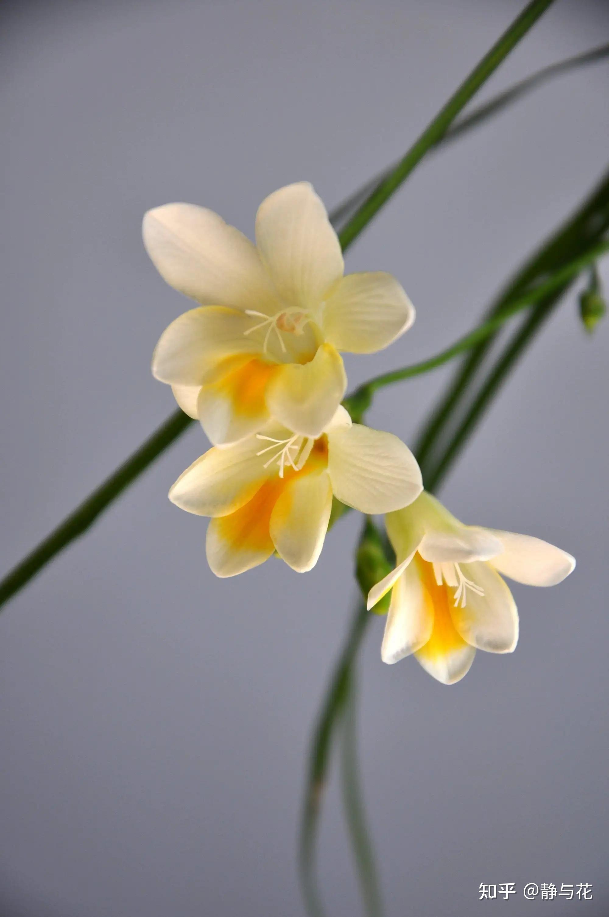 香雪兰花色素雅,玲珑清秀,香气浓郁,开花期长,是人们喜爱的冬季花卉