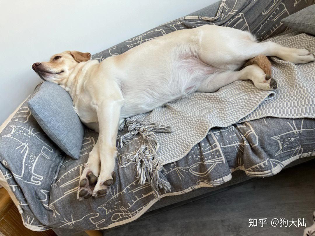 【贵妃侧躺睡】