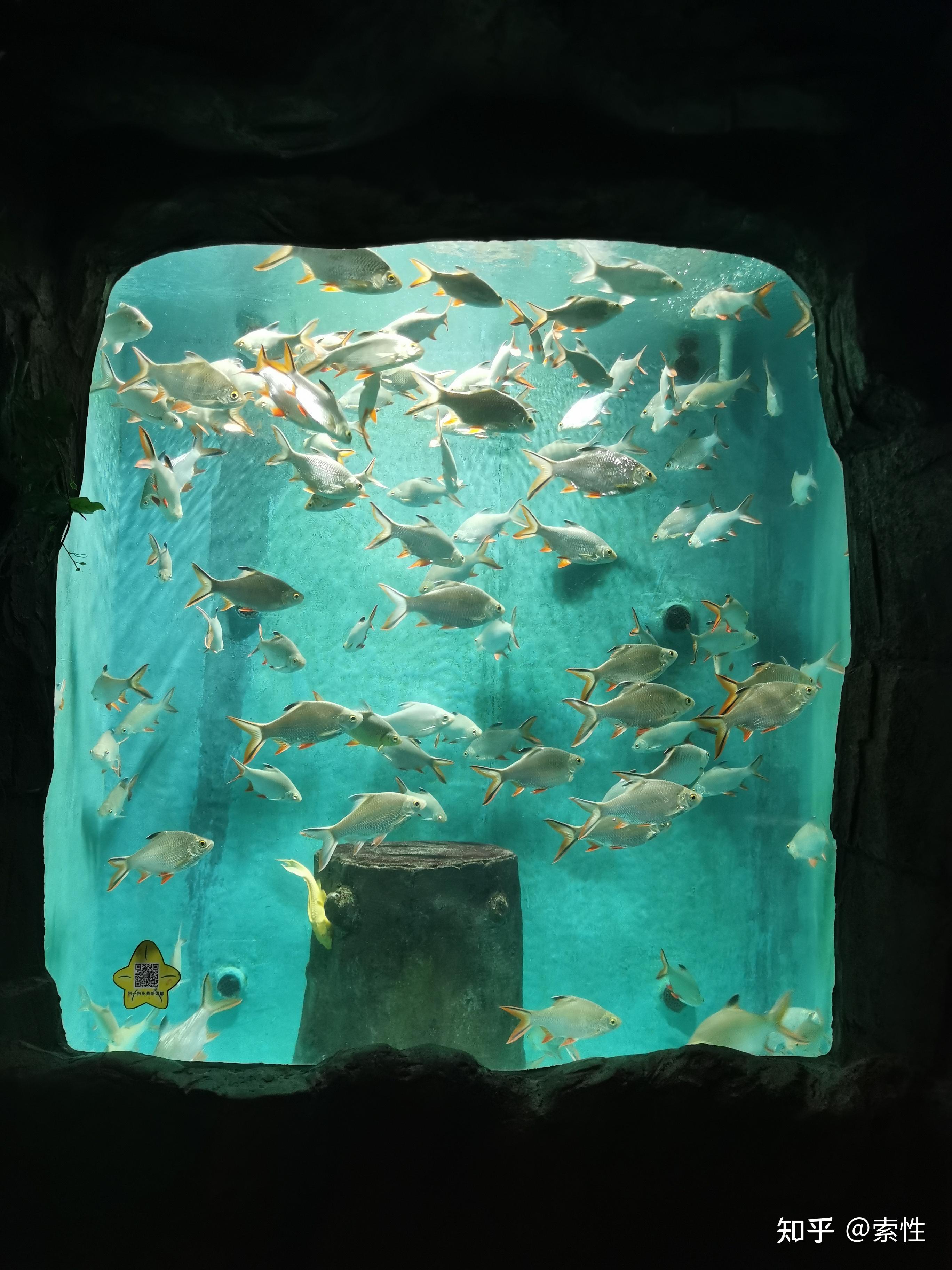 长沙海底世界的门票多少?海底世界有哪些节目? - 知乎