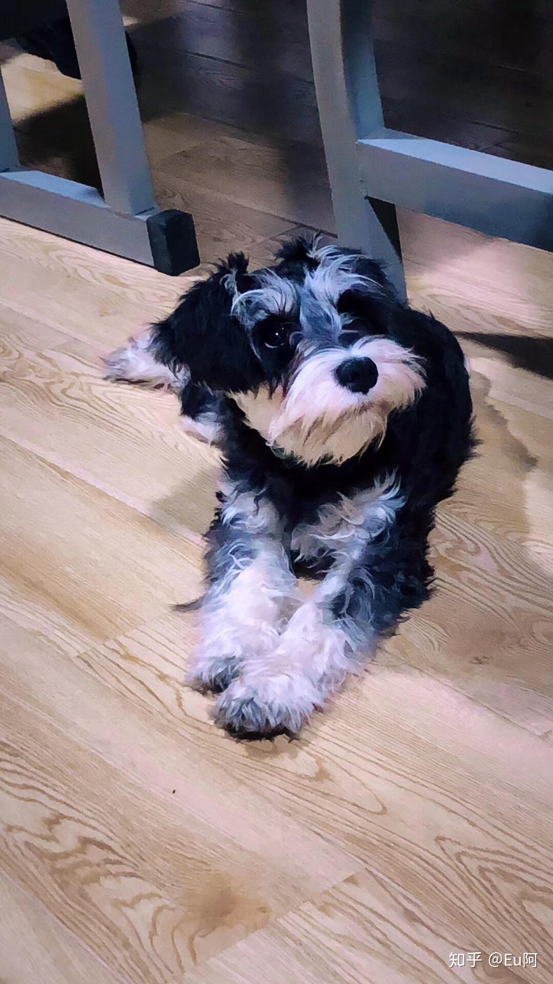 雪拉瑞会褪色吗刚买的一只雪拉瑞现在3个月大求大