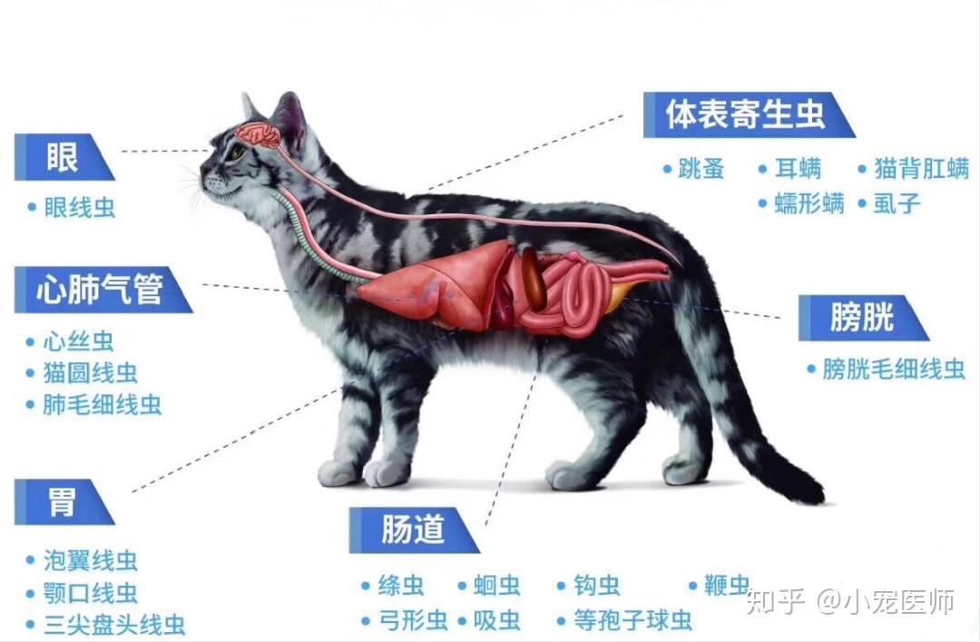 夏季犬貓寄生蟲頻發稍不注意可能會釀成大禍