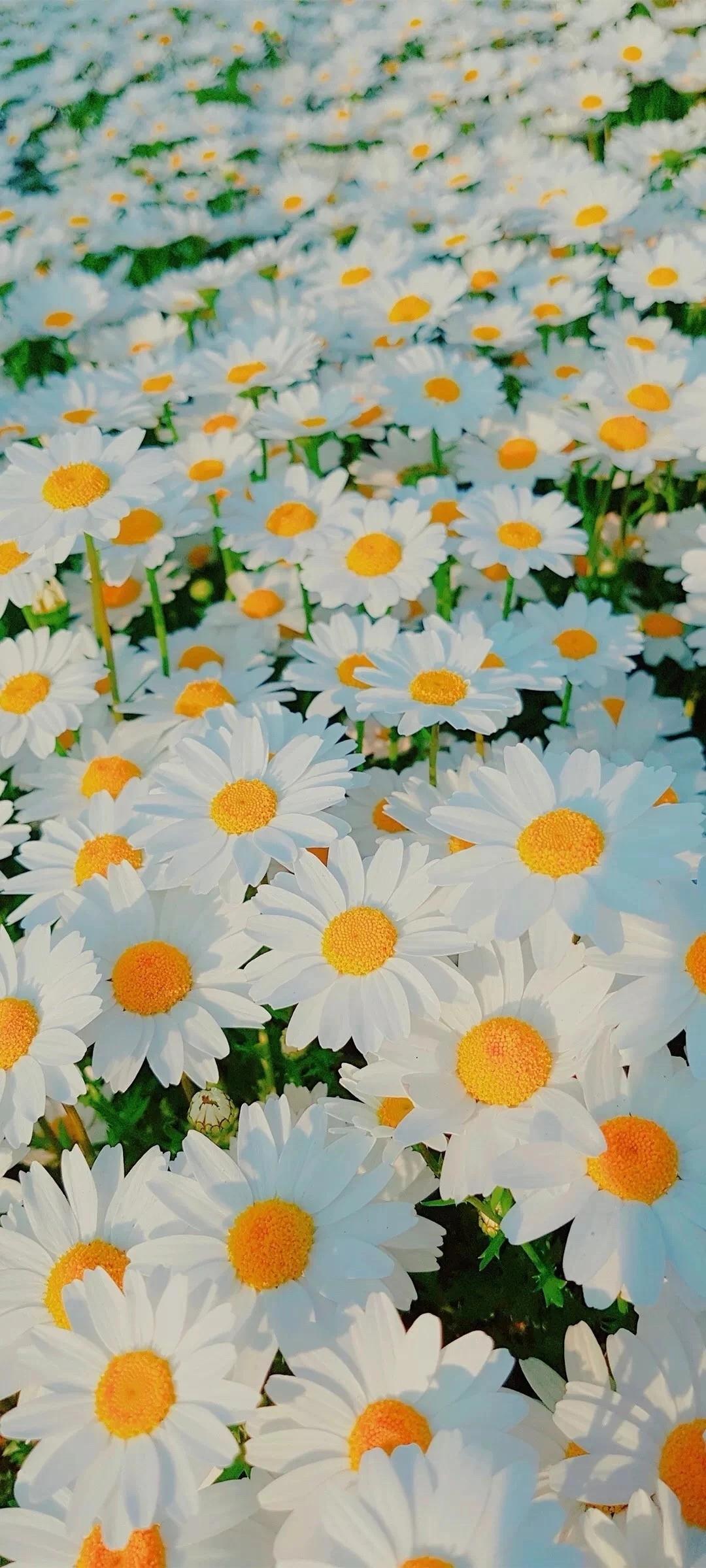 有没有这种风格的雏菊的全面屏壁纸