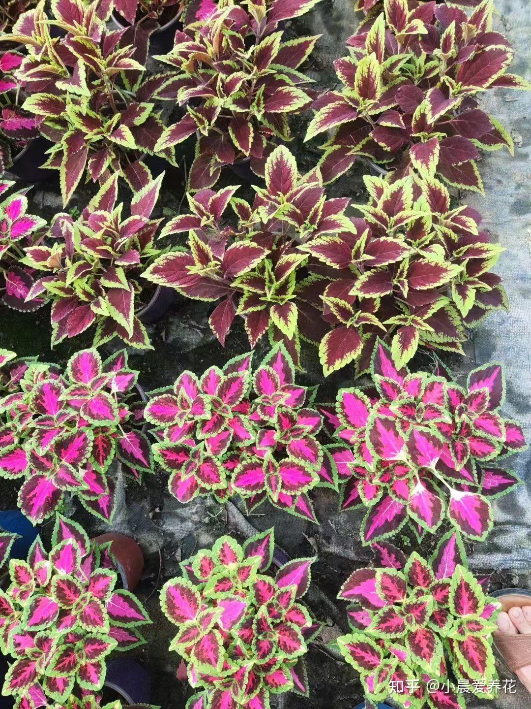 彩叶草的种植要点是什么? - 知乎