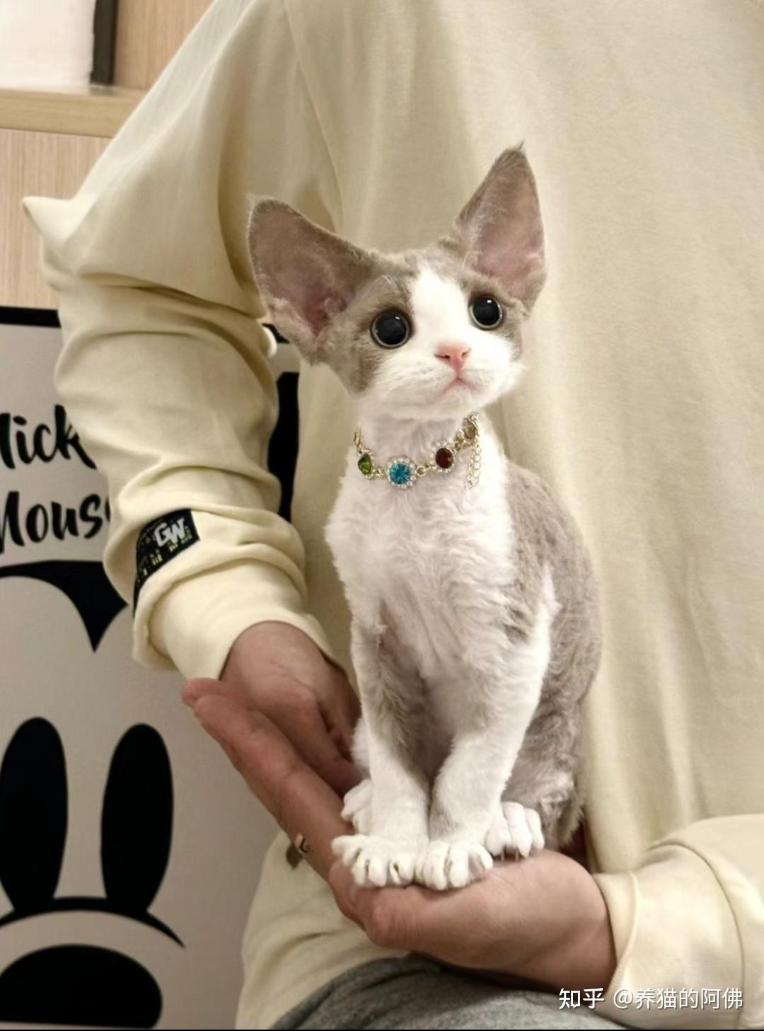 德文卷毛猫如何辨别品相? - 知乎