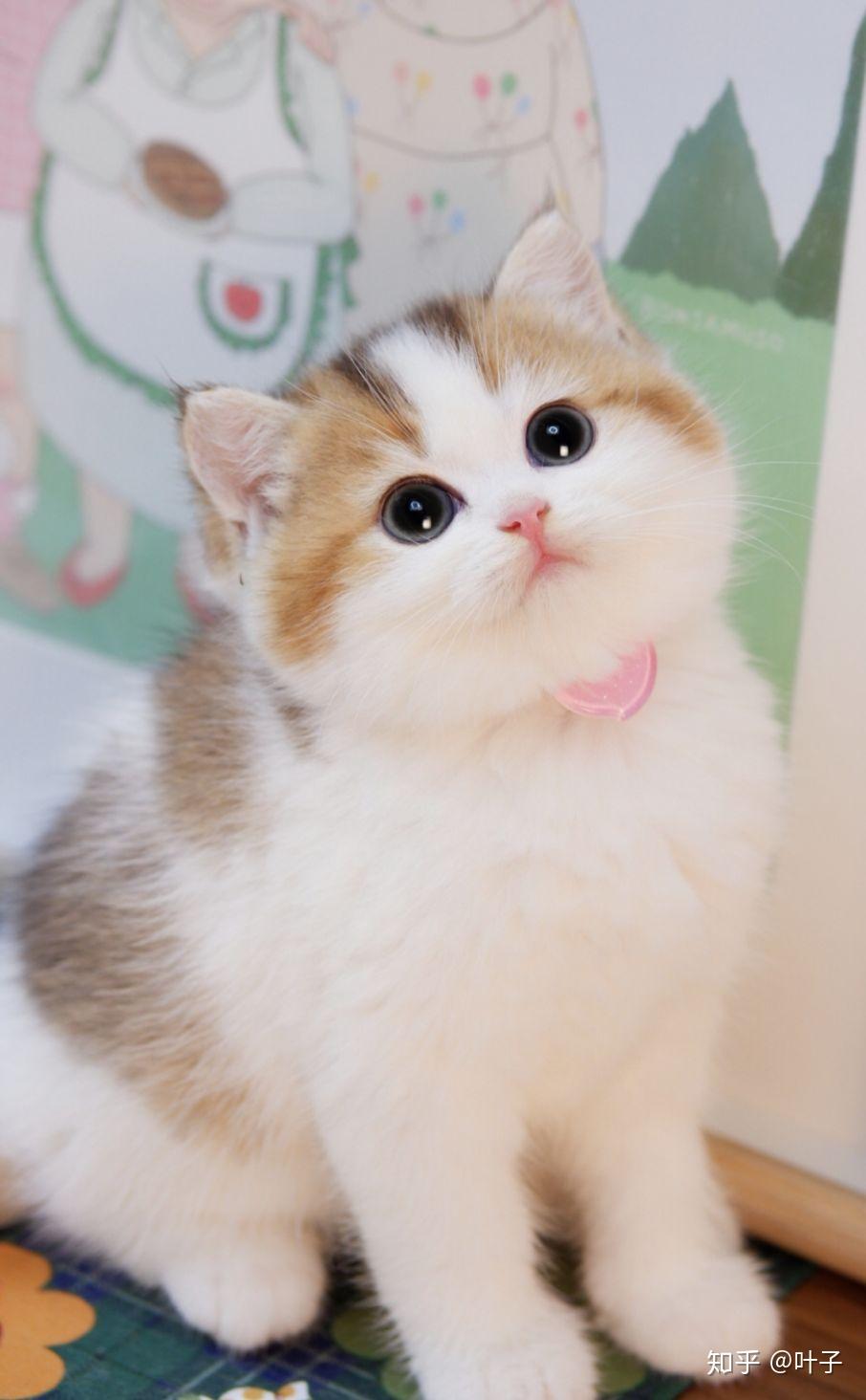 可爱的猫猫,想知道这是什么种类的猫猫?