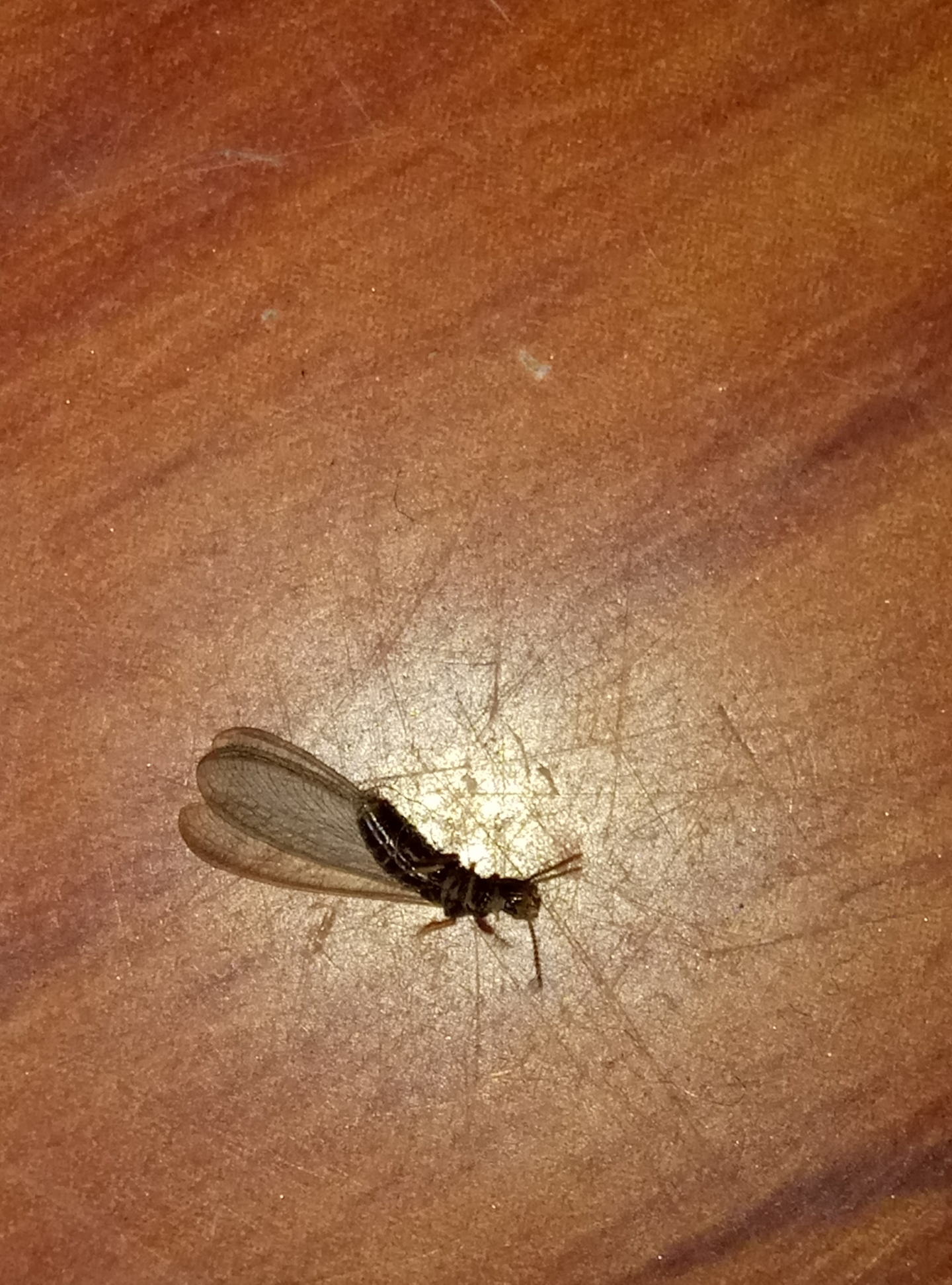 请问这是什么虫子？黑色长的像蚂蚁有翅膀？ - 知乎