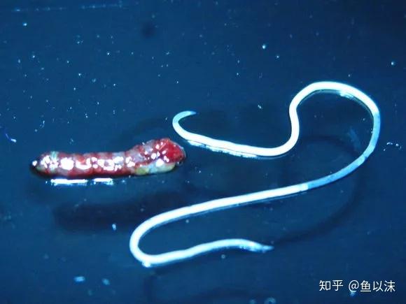 血虫子是活体解剖哇!