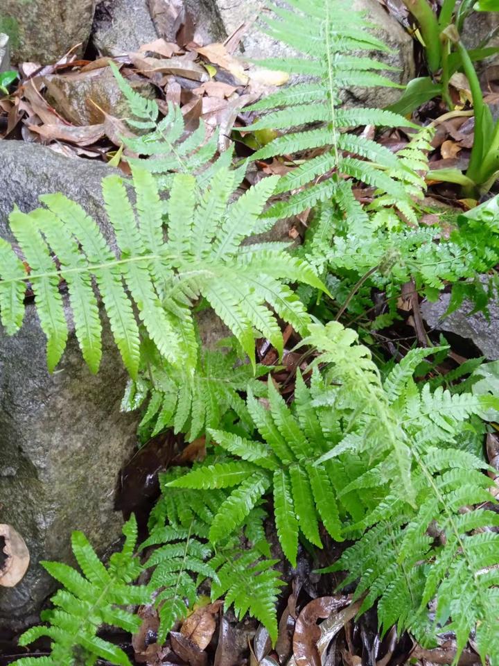 广州白云山几种常见的植物,你知道它们的名字吗?