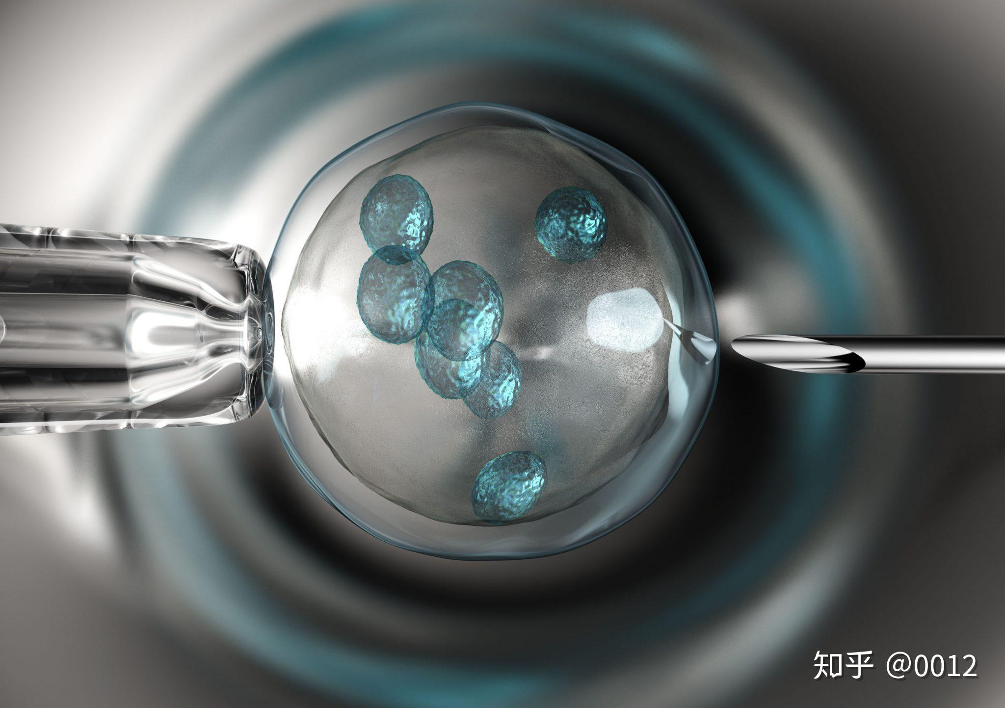 人类囊胚，内有细胞团块插画图片素材_ID:130519930-Veer图库