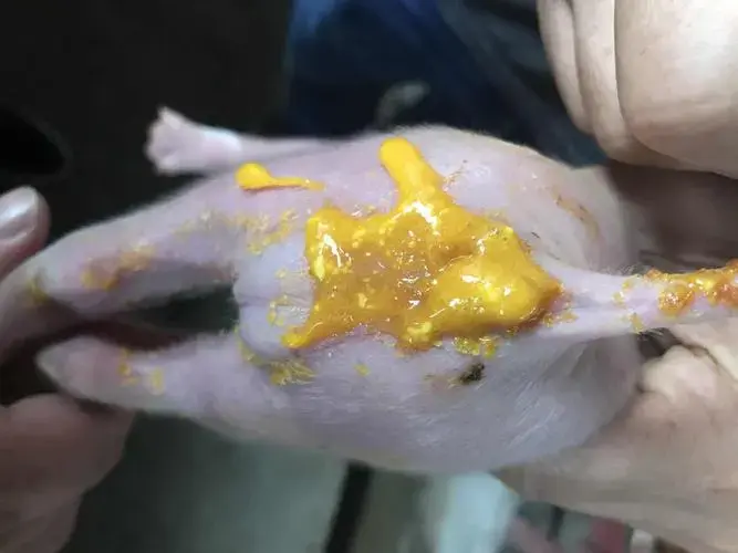 小猪拉黄白痢用什么药物治疗小猪拉黄白痢是什么原因快收藏