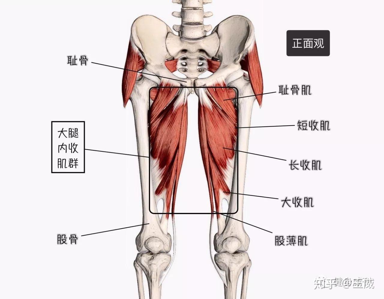 图191 小腿外侧面和后面-基础医学-医学
