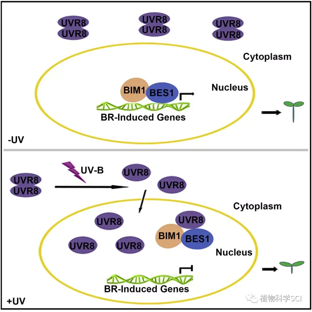 developmental-cell-uv-b-br