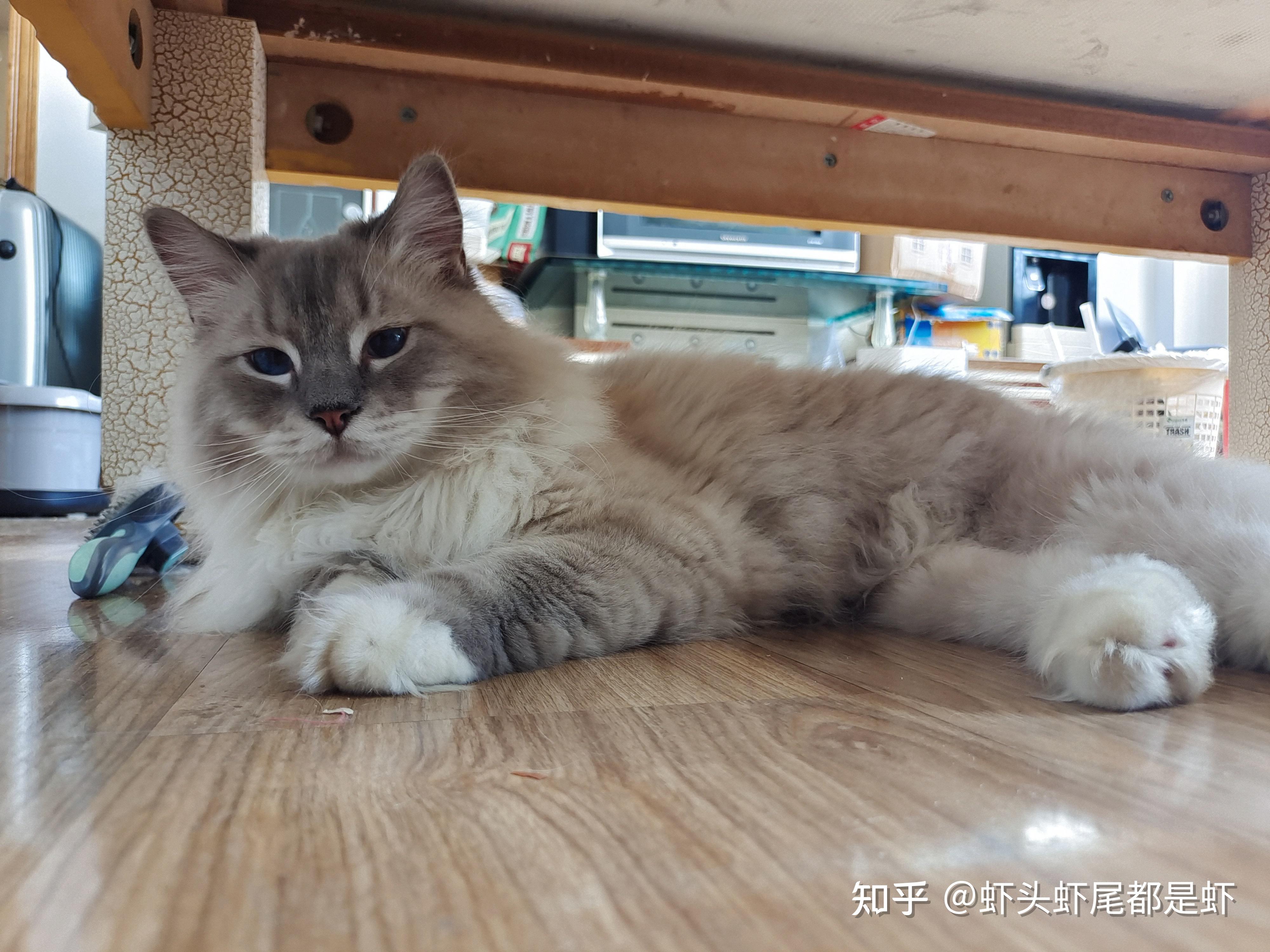 我可以看一下你们的山猫纹布偶长大是什么样子呢? - 知乎