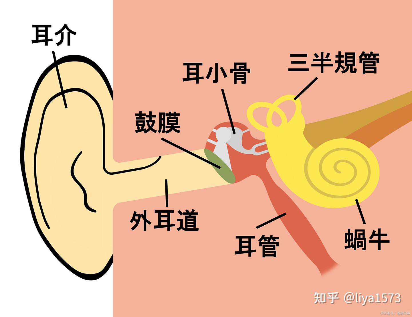 忠县助听器惠耳分享:耳部名词的中英文对照 - 知乎