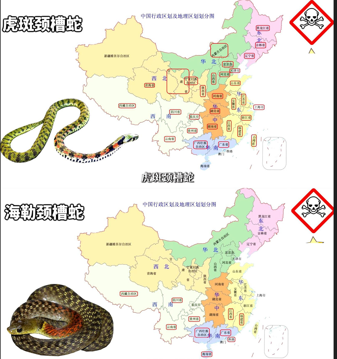 如何分辨毒蛇与无毒蛇?