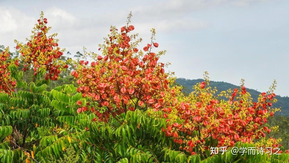 栾花 | 栾花金粉镀,果儿通透红 - 知乎