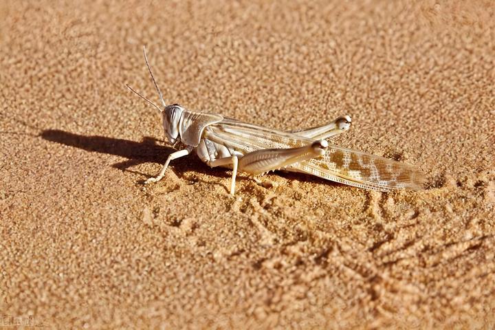 沙漠蝗虫:横扫非洲亚洲的农业灾难