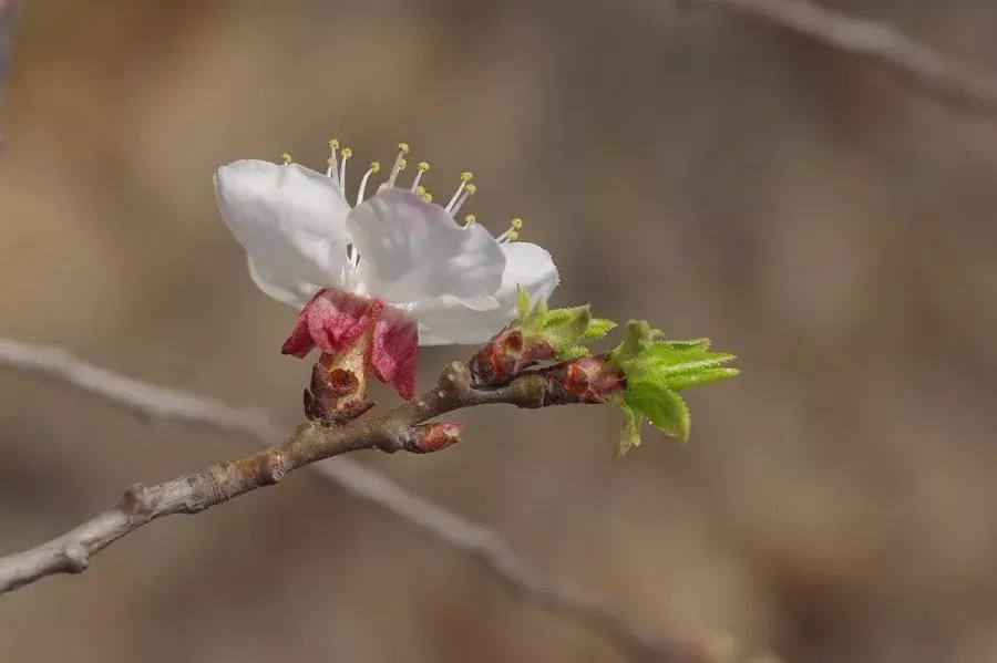 节气物种日历清明4月5日4月19日杏花